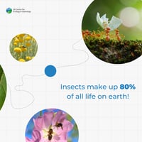 Image of ants, bees and flowers and the text Insects make up 80% of all life on earth!